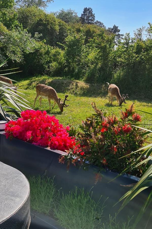 B&B Het Duinhuisje Met Jacuzzi, Gratis Parkeren, 2 Fietsen Te Leen, Airco Zandvoort Eksteriør billede